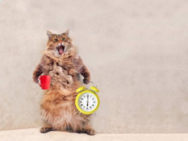 Büyük tüylü kedi çok komik standing.mug 4