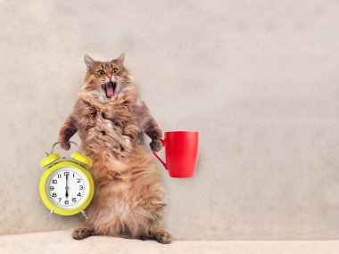 Büyük tüylü kedi çok komik standing.mug 2