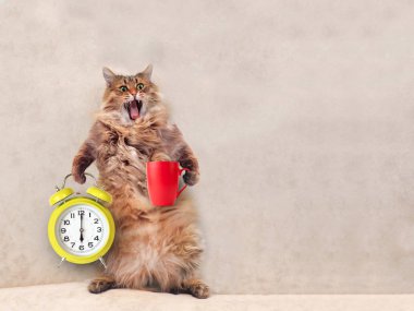 Büyük tüylü kedi çok komik standing.mug 3