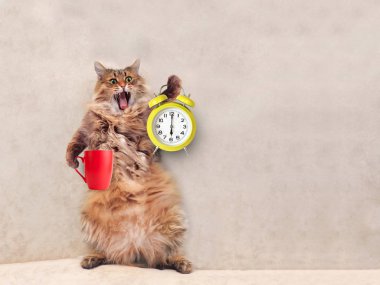 Büyük tüylü kedi çok komik standing.mug 6