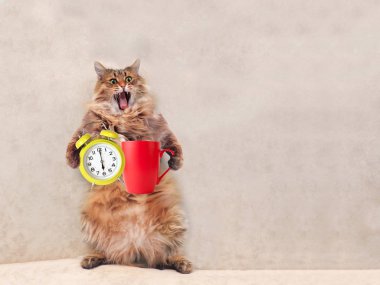 Büyük tüylü kedi çok komik standing.mug 7