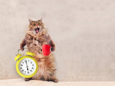 Büyük tüylü kedi çok komik standing.mug 9