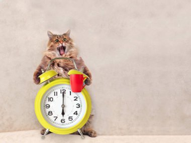 Büyük tüylü kedi çok komik standing.mug 8