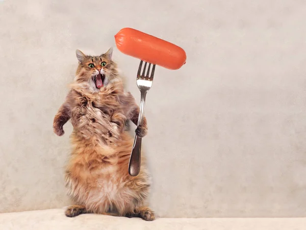 Il grande gatto shaggy è molto divertente in piedi, salsiccia 1 — Foto Stock