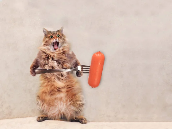 Il grande gatto shaggy è molto divertente in piedi, salsiccia 4 — Foto Stock