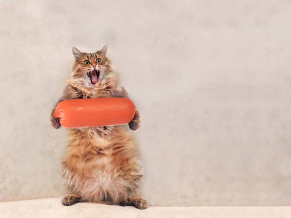 Die große zottelige Katze ist sehr lustig im Stehen, Wurst 6 — Stockfoto