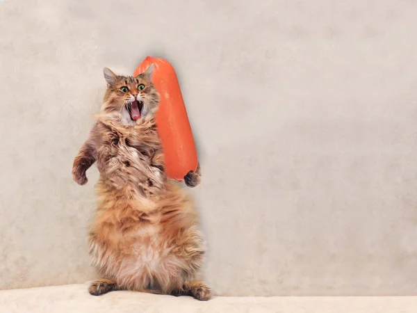 The big shaggy cat is very funny standing ,sausage 7 — Stock Photo, Image