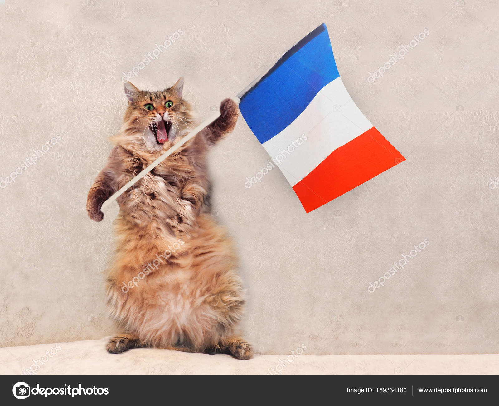 The big shaggy cat is very funny standing.France,flag 10 Stock Photo by