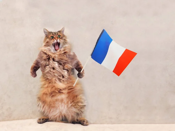 The big shaggy cat is very funny standing.France,flag 2 — Stock Photo, Image