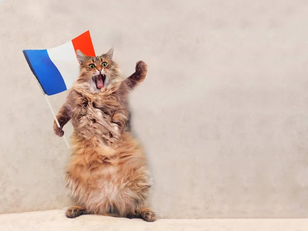 很搞笑站大毛茸茸的猫。法国，国旗 5 — 图库照片