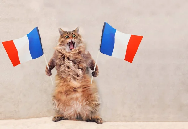很搞笑站大毛茸茸的猫。法国，标志 1 — 图库照片