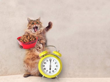 Büyük tüylü kedi çok komik standing.clock, yem 5