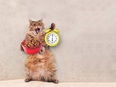 Büyük tüylü kedi çok komik standing.clock, besleme 2