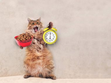 Büyük tüylü kedi çok komik standing.clock, yem 3