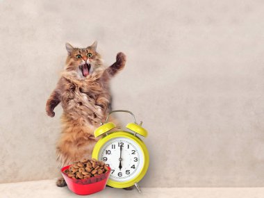 Büyük tüylü kedi çok komik standing.clock, yem 4