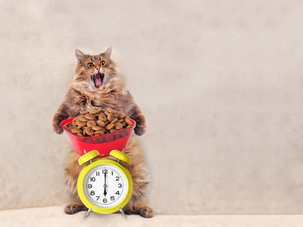 Die große zottelige Katze ist sehr lustig. Uhr, Futter 6 — Stockfoto