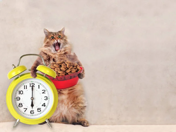 Die große zottelige Katze ist sehr lustig. Uhr, Futter 7 — Stockfoto