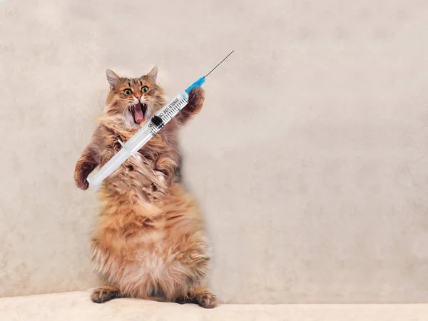 The big shaggy cat is very funny standing.Concept of medicine 2