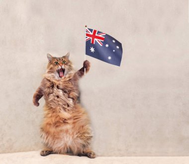 Büyük tüylü kedi çok komik standing.flag