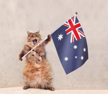 Büyük tüylü kedi çok komik standing.flag