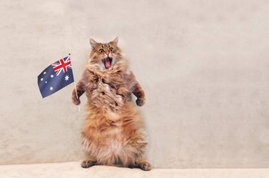 Büyük tüylü kedi çok komik standing.flag