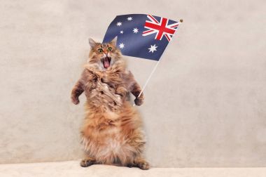 Büyük tüylü kedi çok komik standing.flag