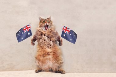 Büyük tüylü kedi çok komik standing.flag