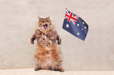 Büyük tüylü kedi çok komik standing.flag
