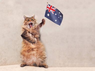 Büyük tüylü kedi çok komik standing.flag