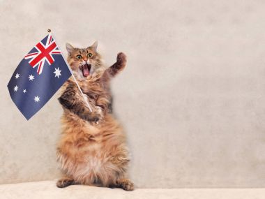 Büyük tüylü kedi çok komik standing.flag