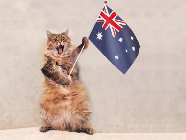 Büyük tüylü kedi çok komik standing.flag