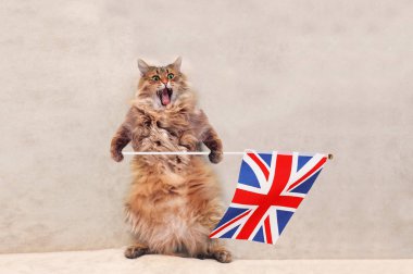 Büyük tüylü kedi çok komik standing.flag