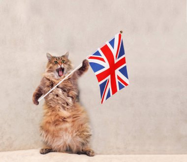 Büyük tüylü kedi çok komik standing.flag