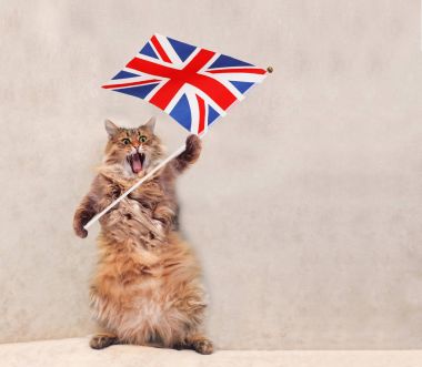Büyük tüylü kedi çok komik standing.flag
