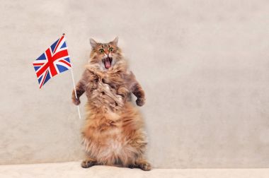 Büyük tüylü kedi çok komik standing.flag