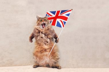 Büyük tüylü kedi çok komik standing.flag