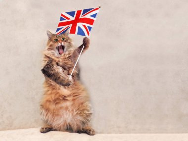 Büyük tüylü kedi çok komik standing.flag