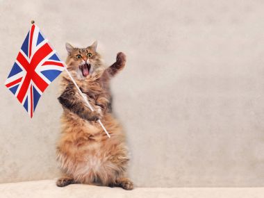 Büyük tüylü kedi çok komik standing.flag