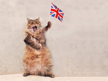Büyük tüylü kedi çok komik standing.flag