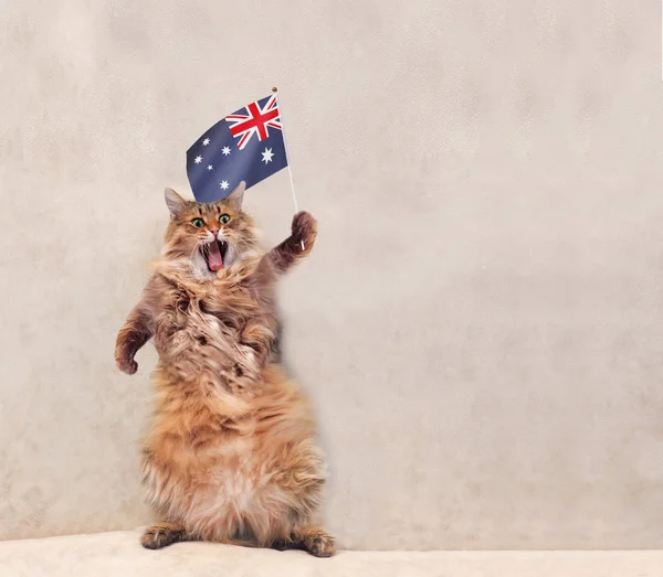 Büyük tüylü kedi çok komik standing.flag