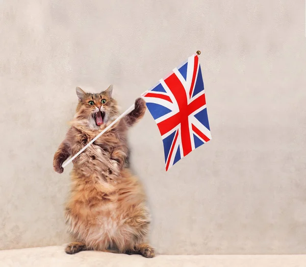 Büyük tüylü kedi çok komik standing.flag