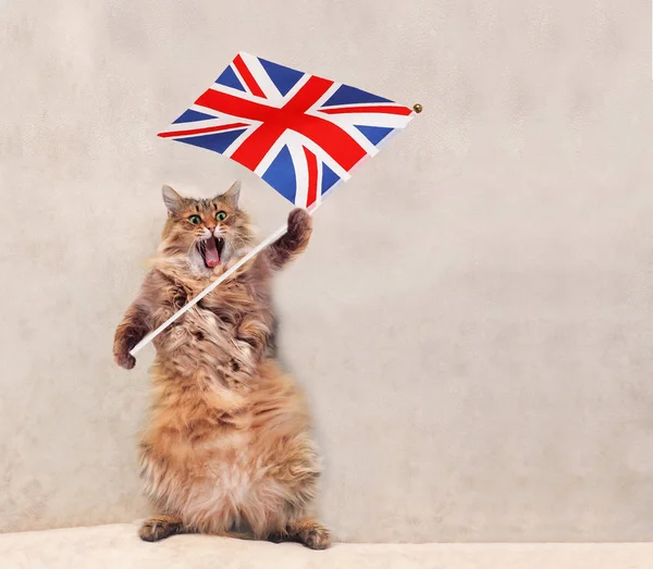 Büyük tüylü kedi çok komik standing.flag