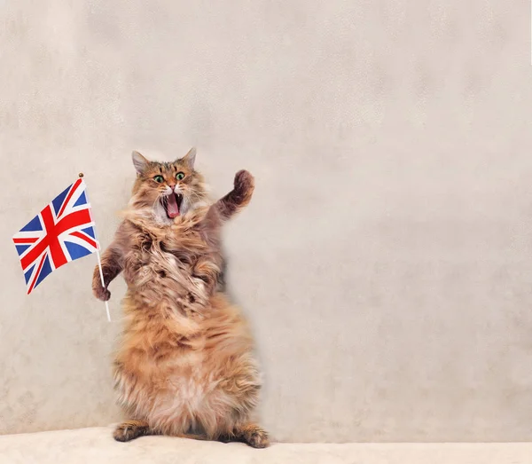 Büyük tüylü kedi çok komik standing.flag