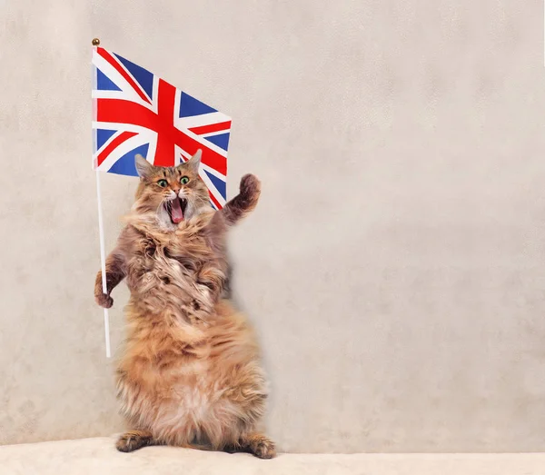 Büyük tüylü kedi çok komik standing.flag
