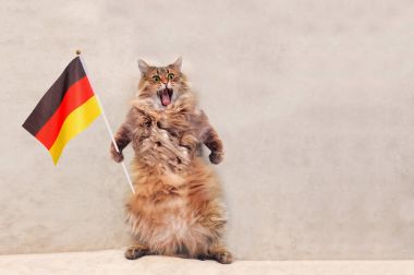 Büyük tüylü kedi çok komik standing.flag