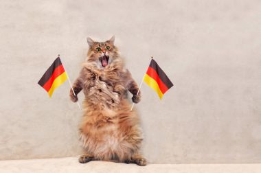 Büyük tüylü kedi çok komik standing.flag