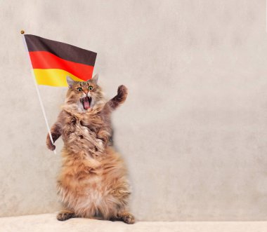 Büyük tüylü kedi çok komik standing.flag