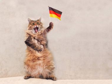 Büyük tüylü kedi çok komik standing.flag