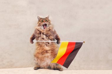 Büyük tüylü kedi çok komik standing.flag