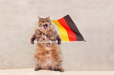 Büyük tüylü kedi çok komik standing.flag